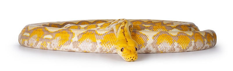 Brazalete de Serpiente - PITON RETICULADA