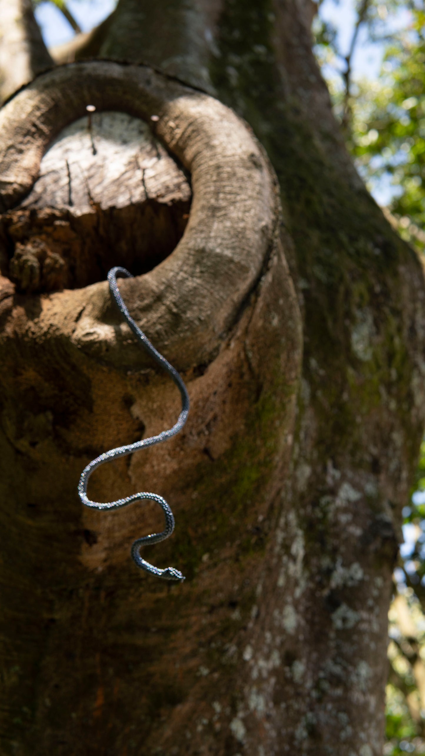 Brazalete de Serpiente - NEGRO CLELIA