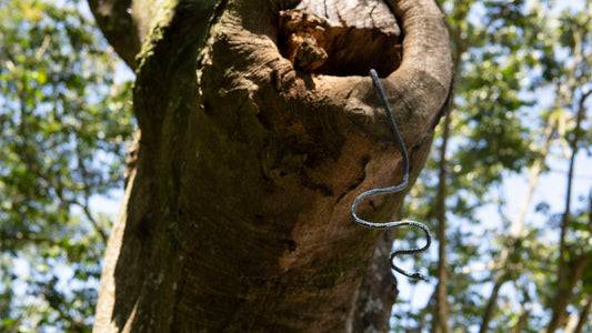 Brazalete de Serpiente - NEGRO CLELIA