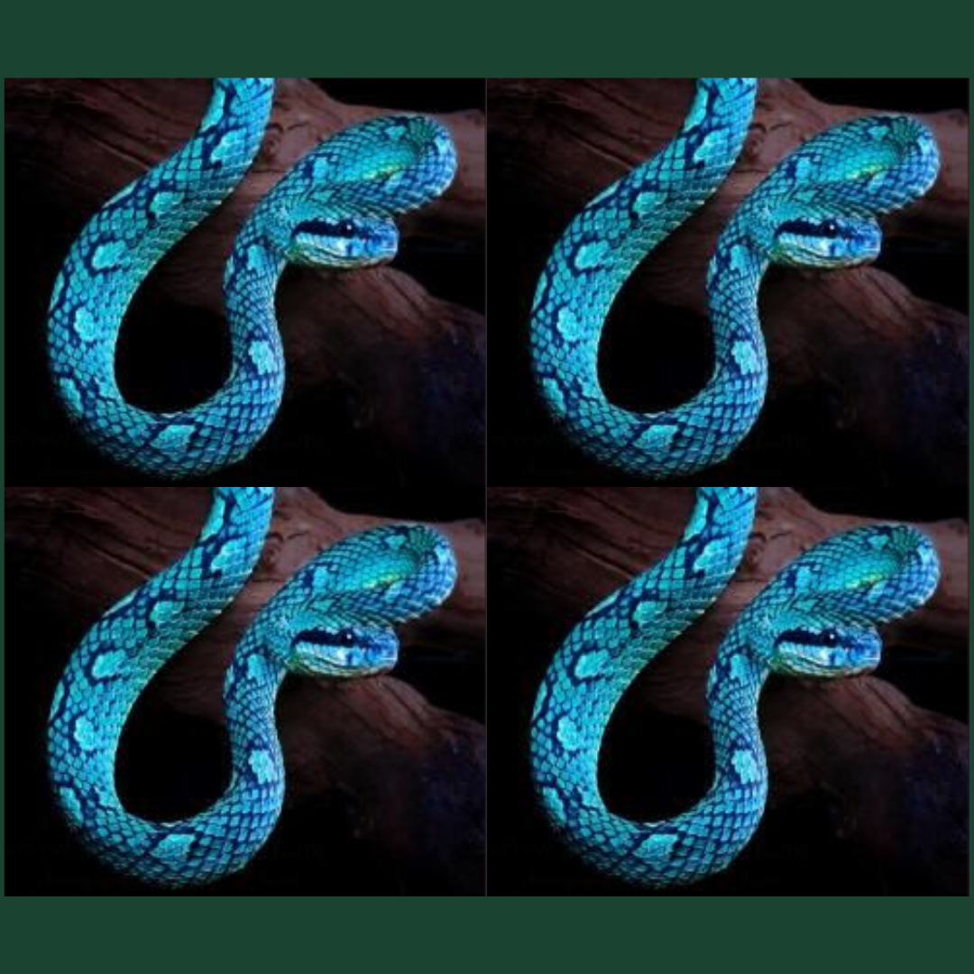 Brazalete de Serpiente – Azul Cielo | Trimeresurus trigonocephalus