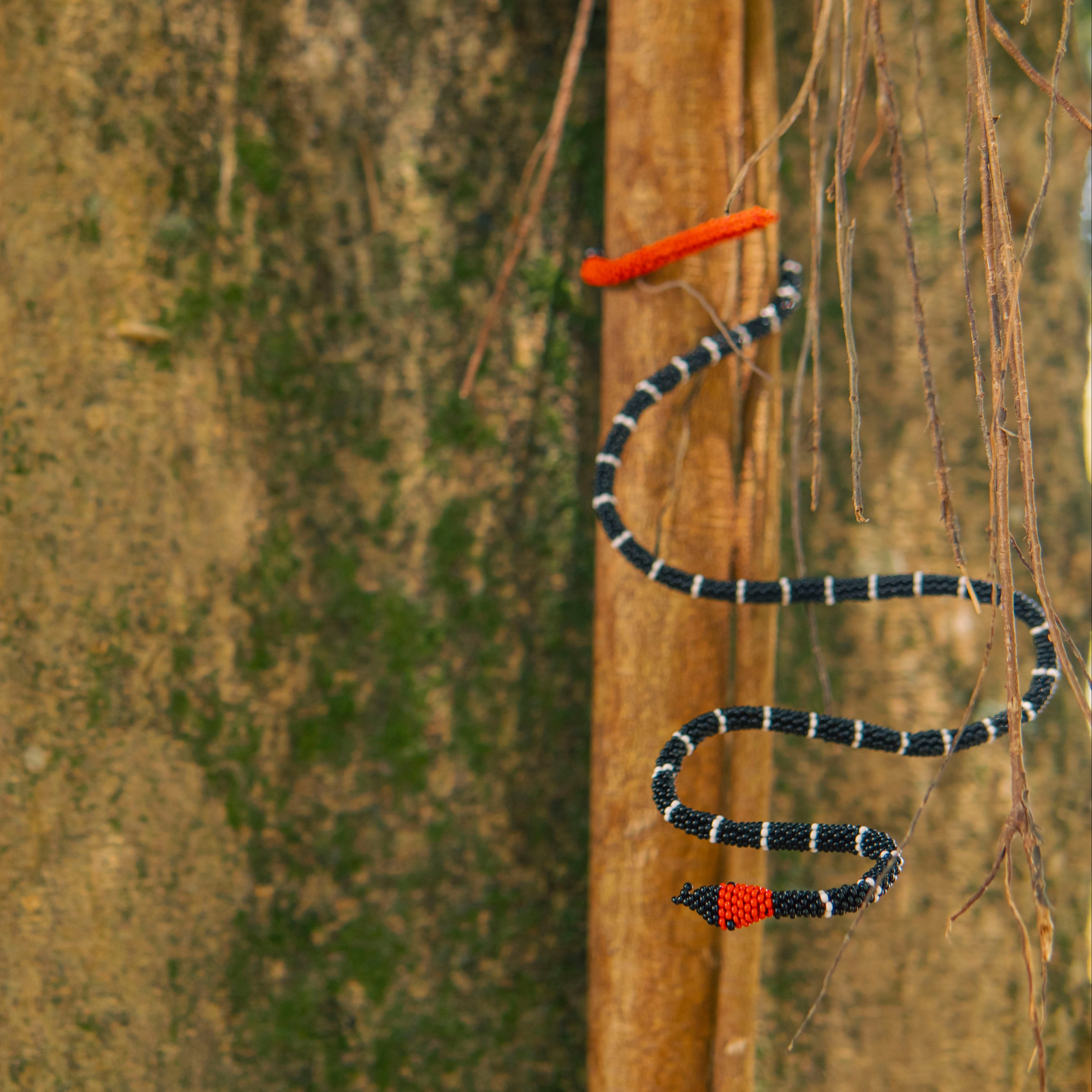 Brazalete de Serpiente – Coral Rabo de Ají | Micrurus mipartitus