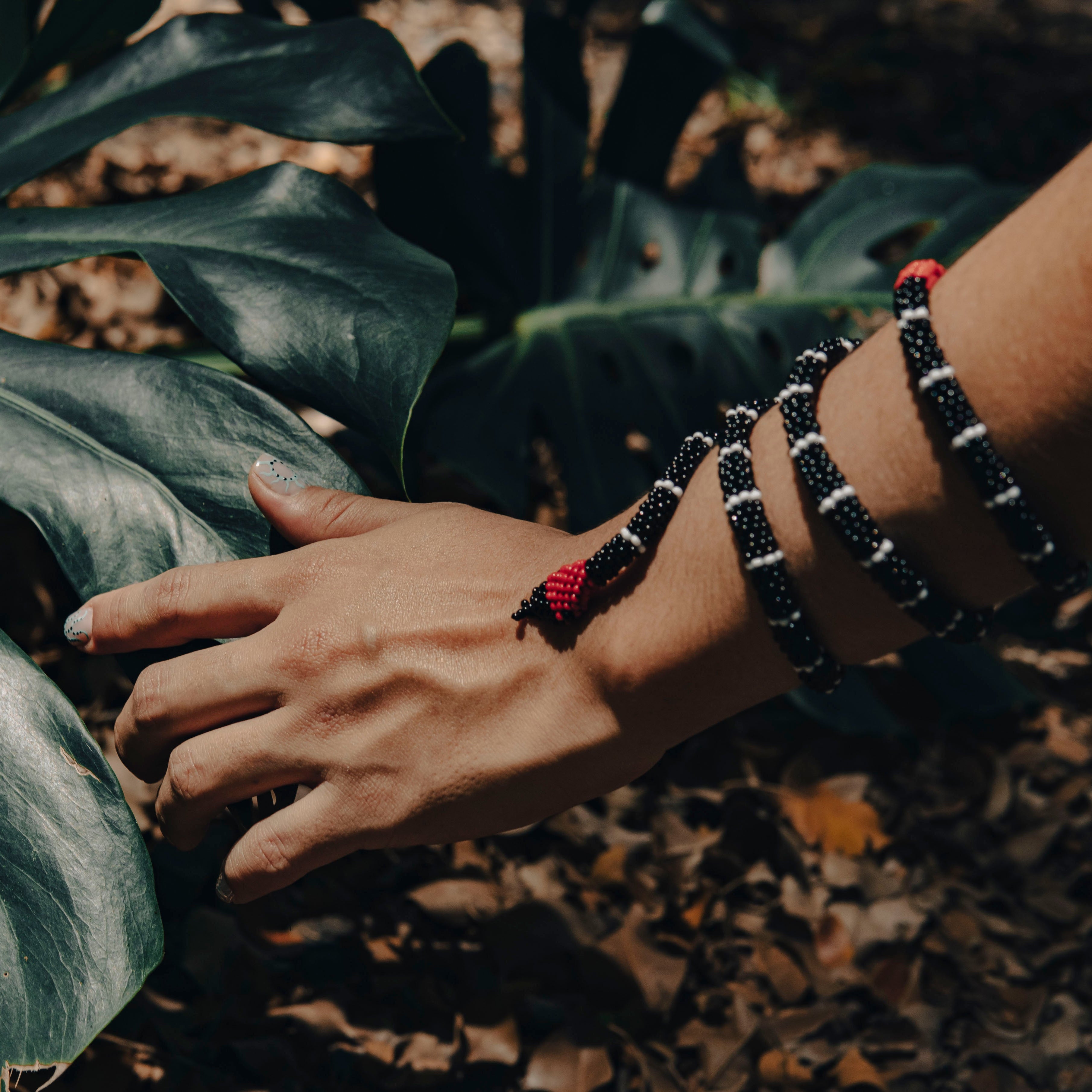 Brazalete de Serpiente – Coral Rabo de Ají | Micrurus mipartitus