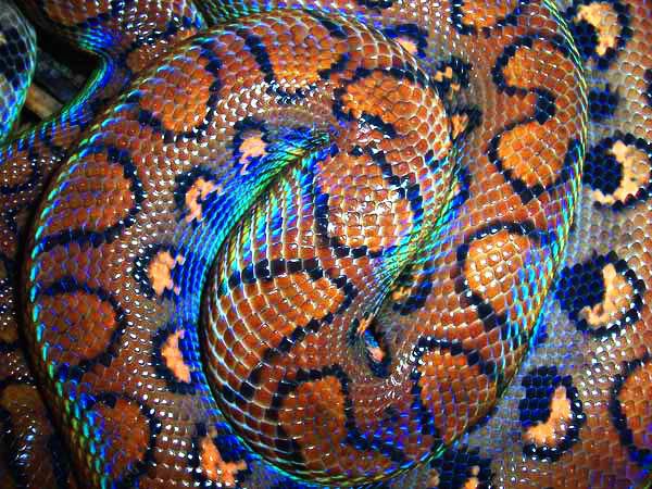 Brazalete de Serpiente - BOA ARCOIRIS