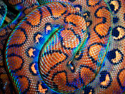 Brazalete de Serpiente - BOA ARCOIRIS